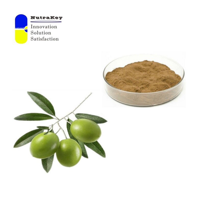 Olive Leaf Extract Powder Manufacturer - 12% Oleuropein Antioxidant Support
