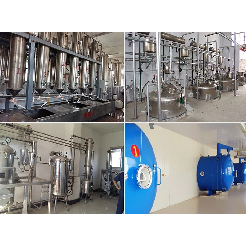 Eucalyptus Extract Powder Supplier - 5:1 Leaf Extract Respiratory Support