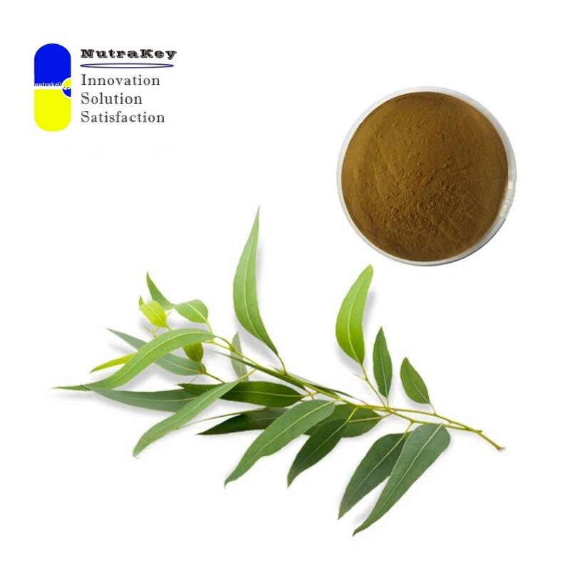 Eucalyptus Extract Powder Supplier - 5:1 Leaf Extract Respiratory Support