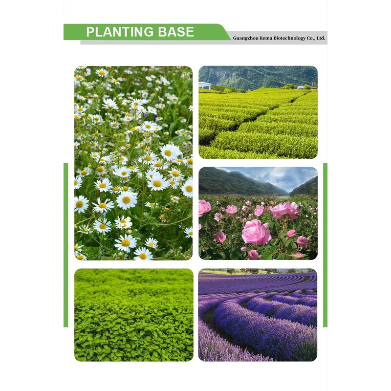 Arnica Massage Oil Factory - 8Oz Pure for Sore Muscle Custom Warming Relaxing Massaging