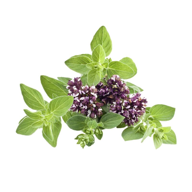 Clove Oil Manufacturer - Wholesale Pure Natural Organic Undiluted for Baby Hair Care