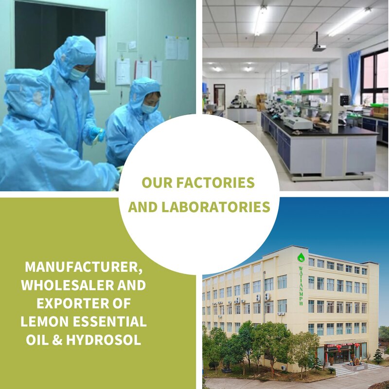 Angelica Essential Oil Supplier - Factory Supply Pure Natural Custom Private Label