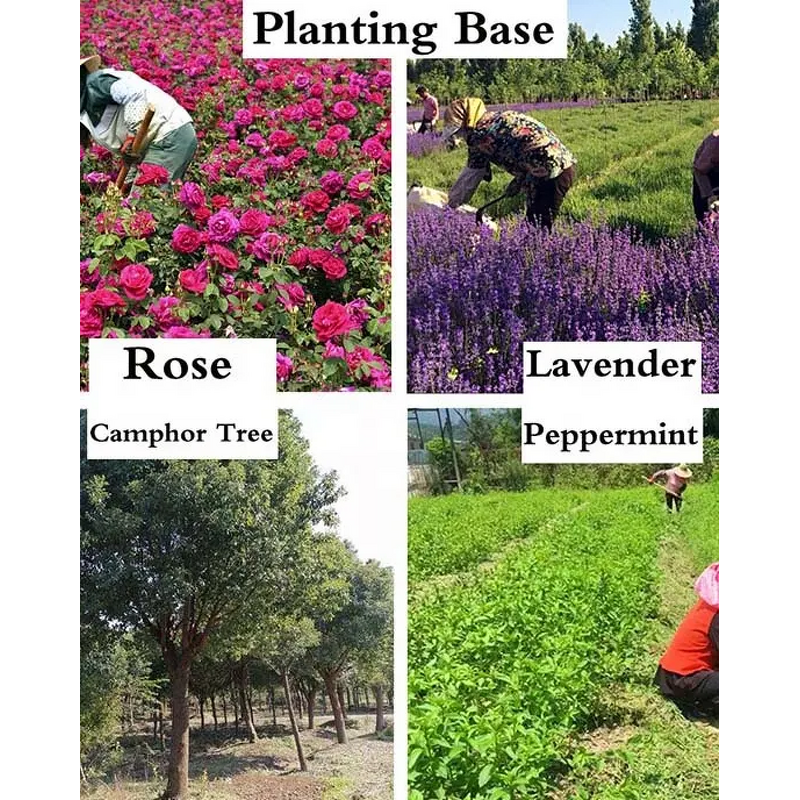 Concentrated Fragrance Oil Factory - Natural Terpene Fruit Flavor for Air Freshener