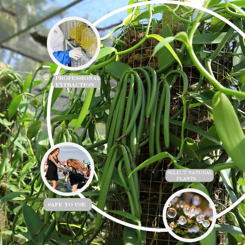 Vanilla Oil Supplier - Fragrance Body Care for Aromatherapy Soap Candle Making