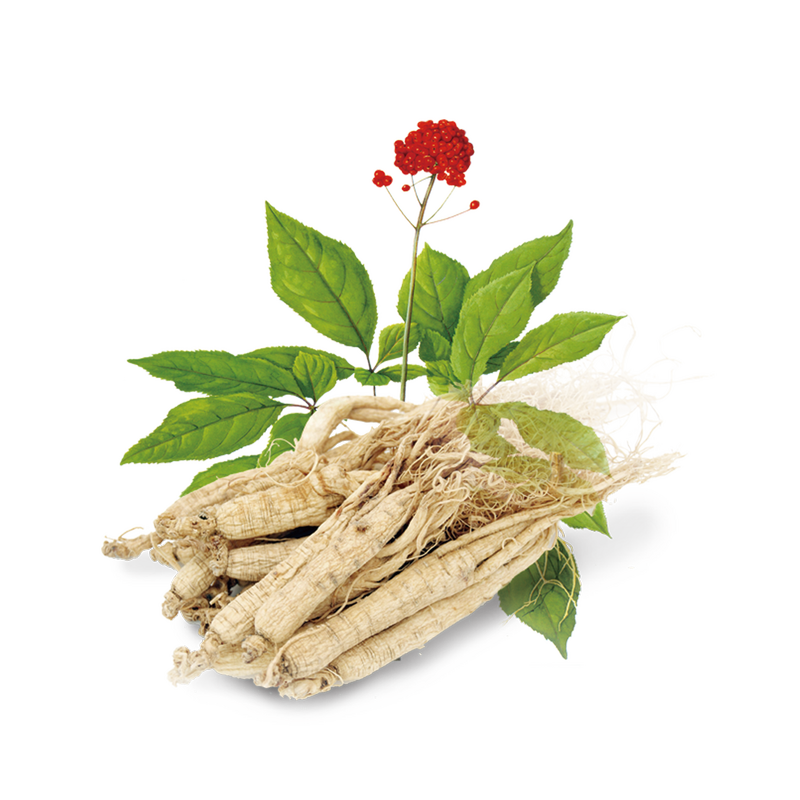 Wild Angelica Root Oil Supplier - Natural Herbal Oils Wholesale Chinese for Body Lotion