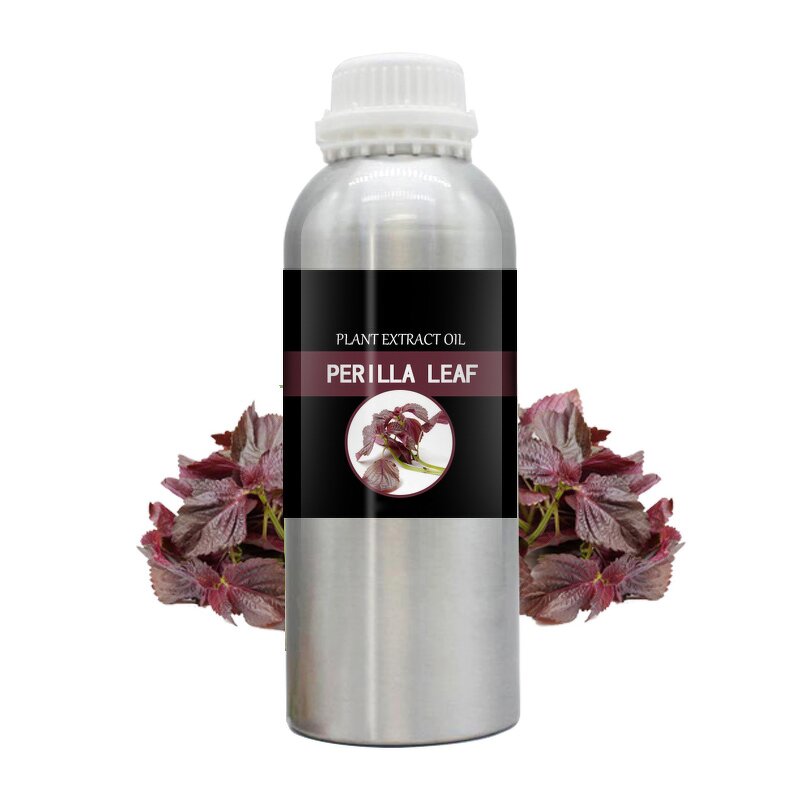 Perilla Leaf Essential Oil Manufacturer - Premium Therapeutic Grade 100% Pure Natural Steam-Distilled