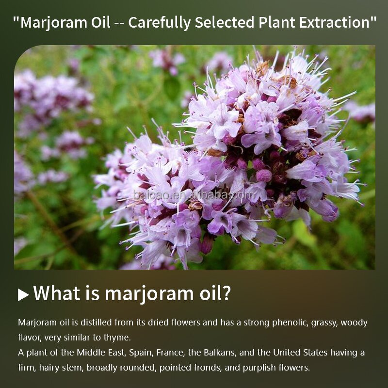 Marjoram Oil Manufacturer - Wholesale Bulk 100% Pure Essential Origanum Majorana Oil Best Price