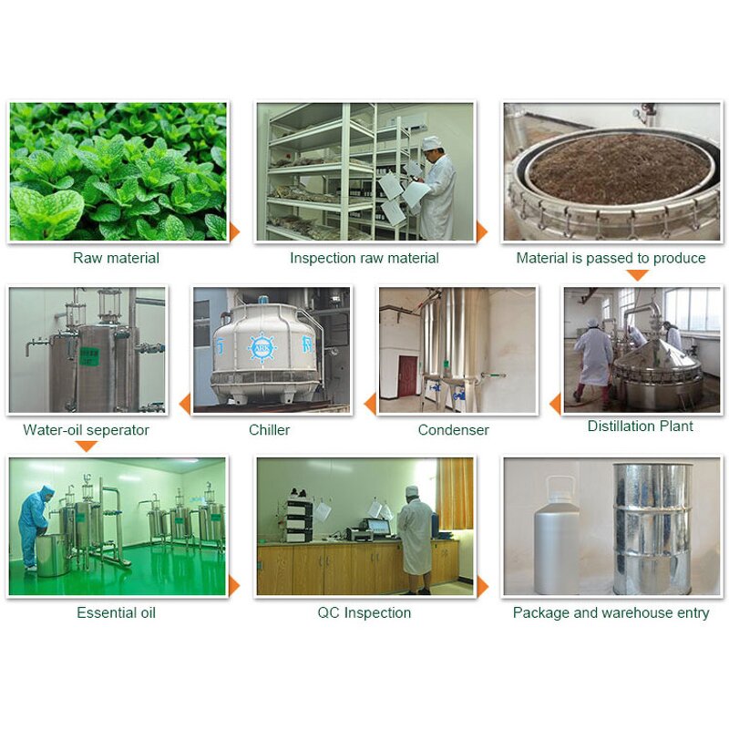 Peppermint Oil Factory - Bulk Price Cosmetic Grade Pure Nature Steam Distillation for Sale