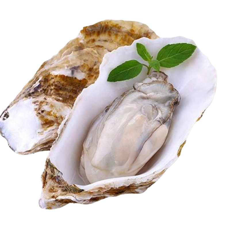 Oyster Extract Manufacturer - 10:1 Water Soluble Oyster Powder
