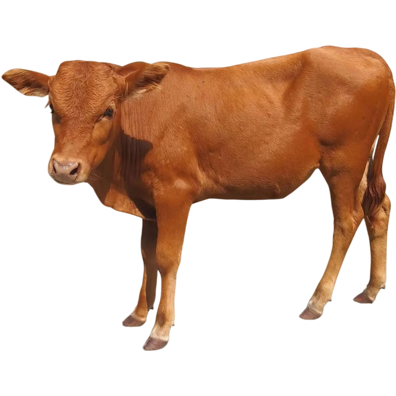 Bovine Spleen Powder Manufacturer - Grass-fed Beef Spleen Extract