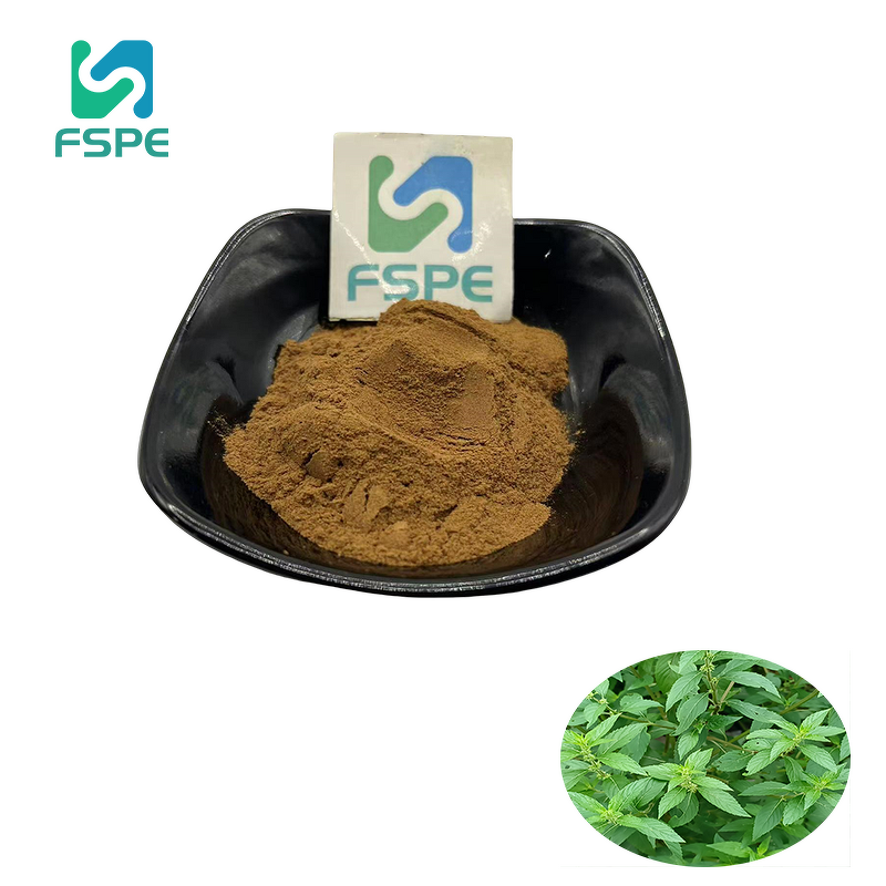 Peppermint Extract Manufacturer - 10:1 Peppermint Leaf Powder