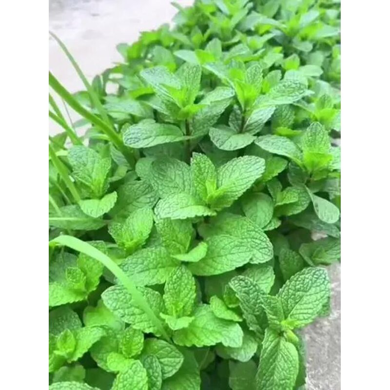 Peppermint Extract Manufacturer - 10:1 Peppermint Leaf Powder
