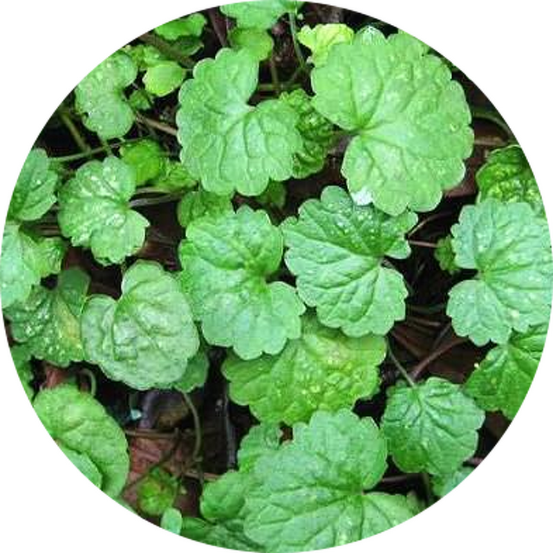 Centella Asiatica Extract Supplier - 80% Asiaticoside Glycoside Powder