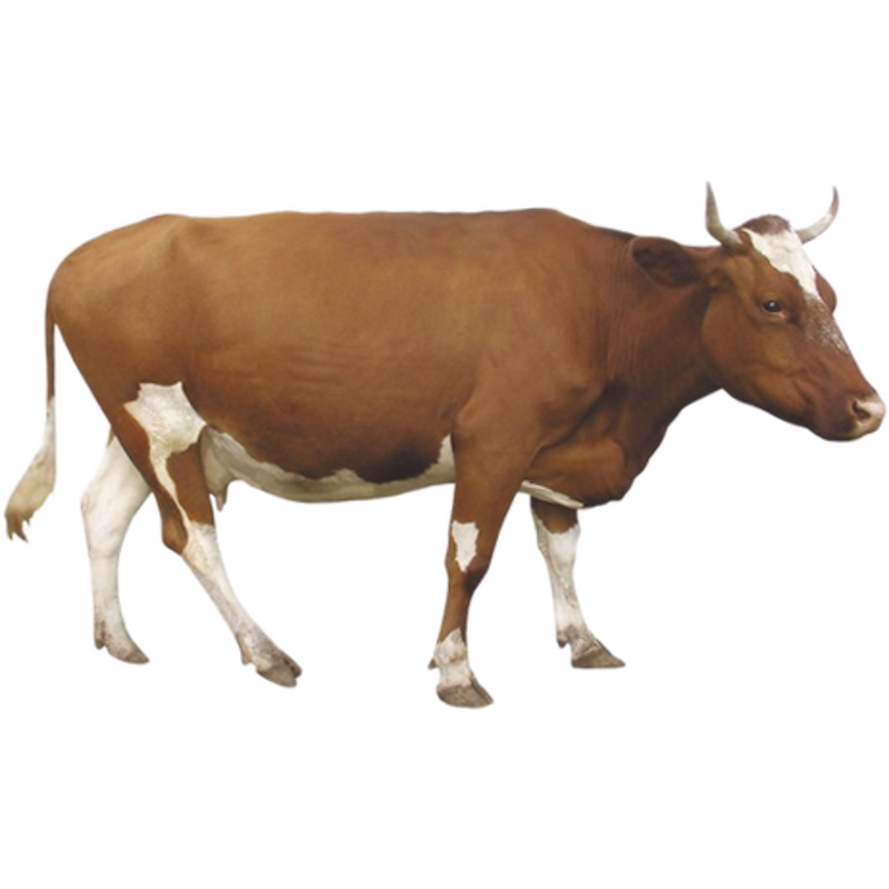 Beef Liver Powder Manufacturer - Grass-fed Bovine Liver Extract