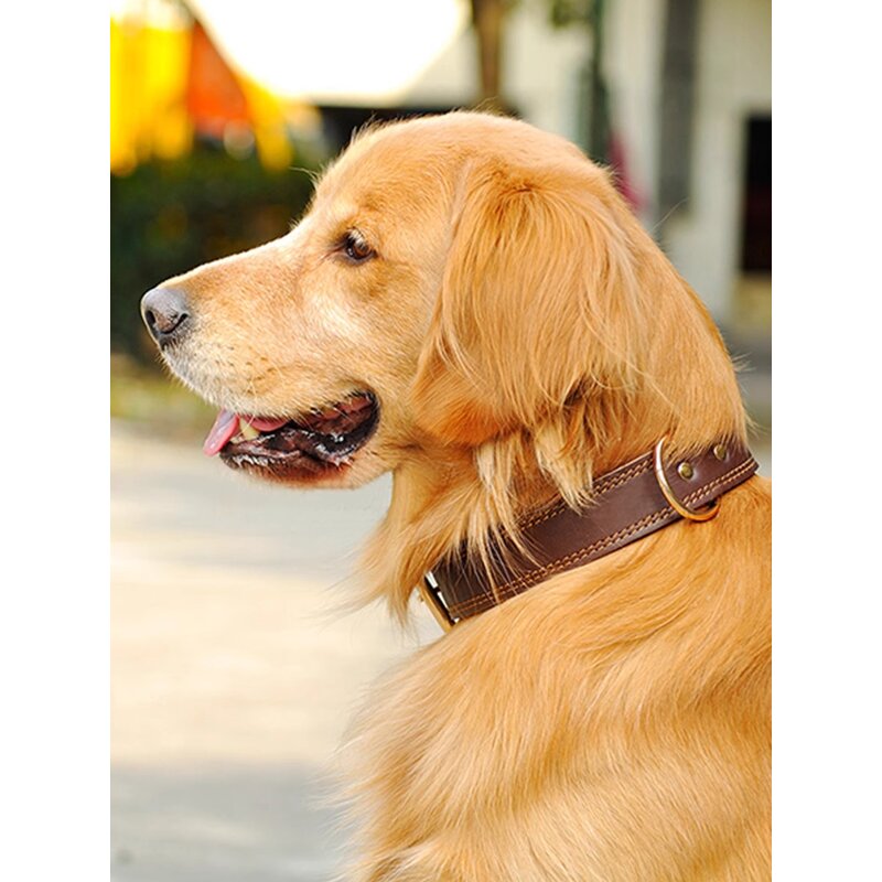 Pet Dog Collar Manufacturer - Premium Soft Genuine Leather