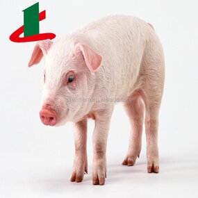 Enramycin Premix Supplier - 4% or 8% Feed Additive Factory