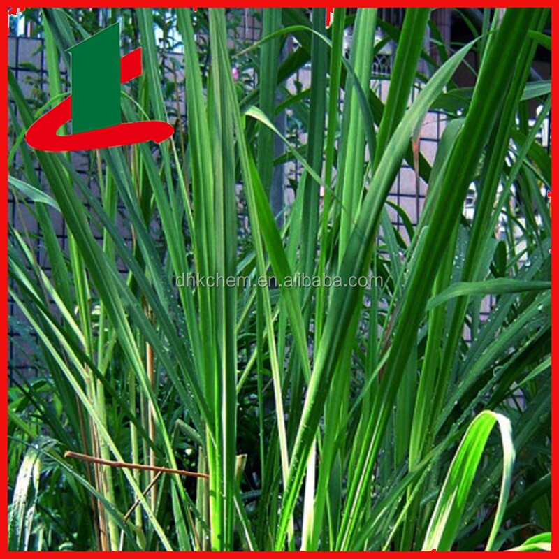 Citronella Oil Manufacturer - Pure Natural Bulk Supply