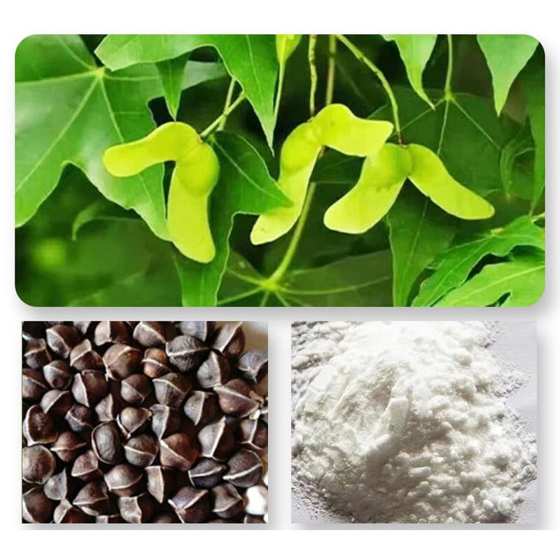 Acer Truncatum Seed Oil Powder Factory - 50% Water Soluble