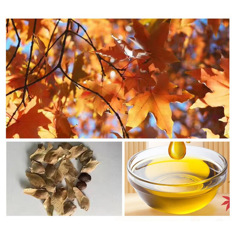 Acer Truncatum Seed Oil Factory - Nervonic Acid Plant Extract