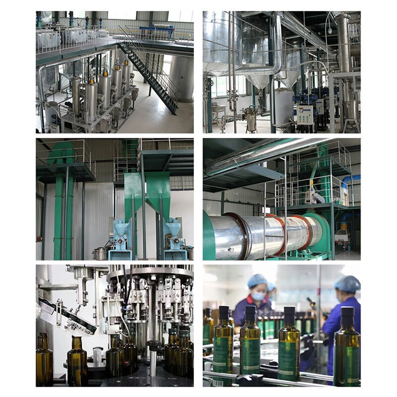 Maple Seed Oil Manufacturer - Nervonic Acid Acer Truncatum Seed Oil