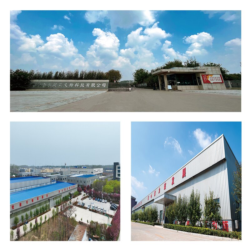 Acer Truncatum Seed Oil Factory - Nervonic Acid Plant Extract