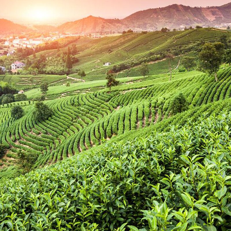 Matcha Powder Manufacturer - Premium 1kg 3 in 1 OEM/ODM