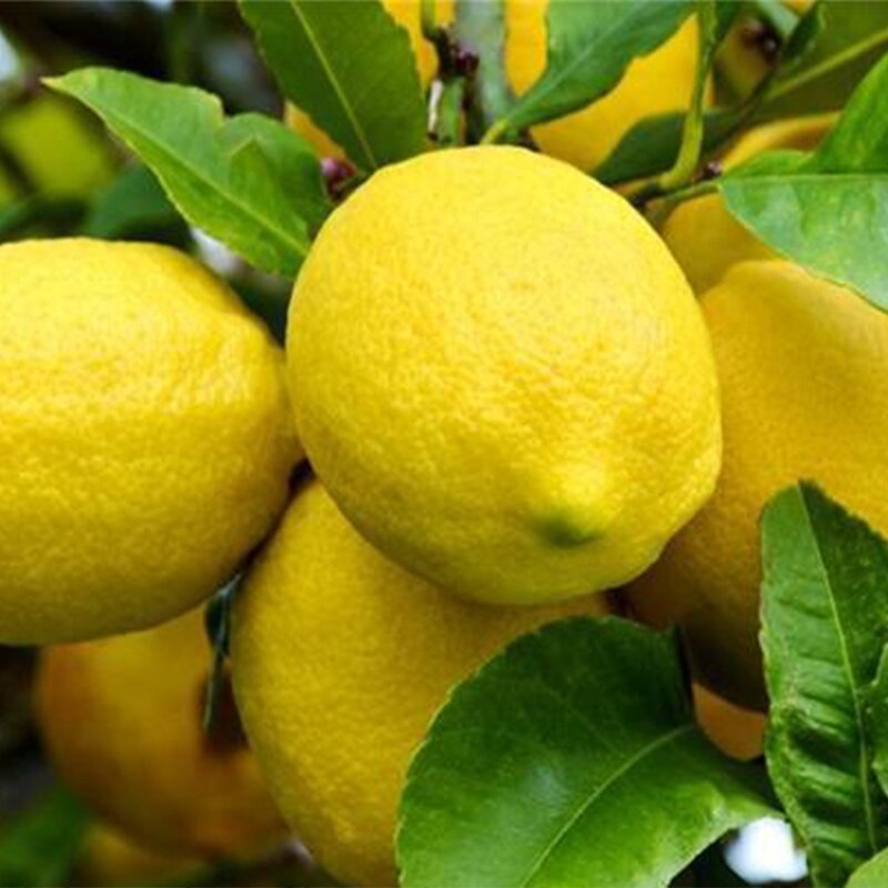 Kumquat Lemon Juice Supplier - Concentrated Flavored 840ml