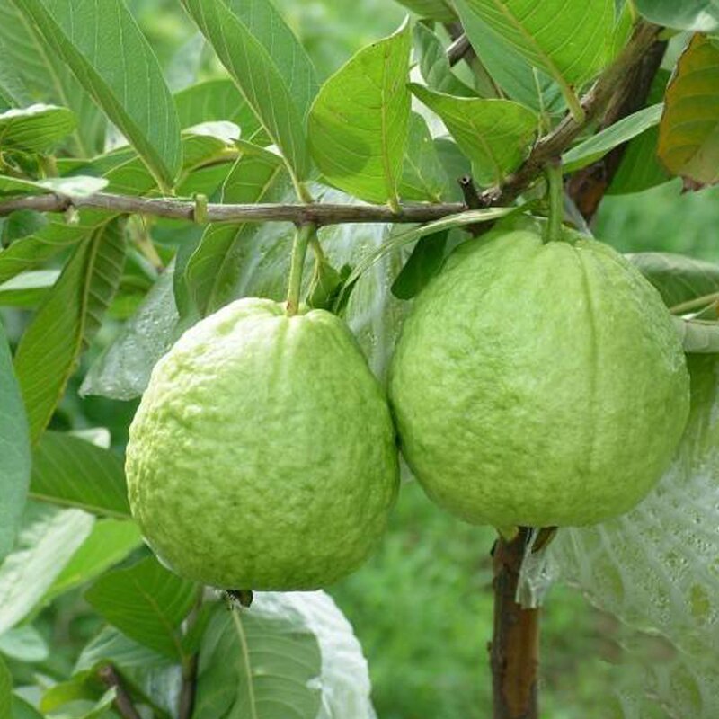 Guava Juice Manufacturer - Fresh Concentrated Raw Material