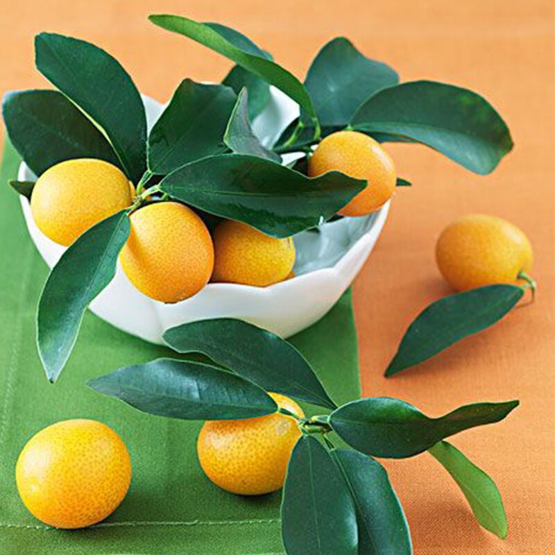 Kumquat Juice Supplier - 2L Bottle Flavored Concentrated