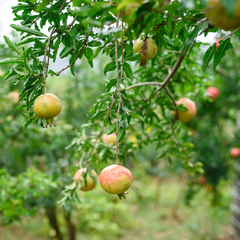 Pomegranate Grapefruit Juice Manufacturer - Fresh Concentrated 840ml