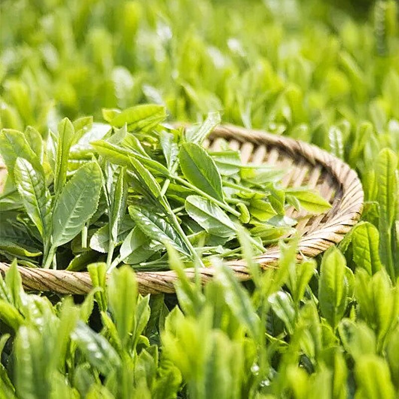 Oolong Tea Supplier - Organic Lotus Flavored 50g Bag