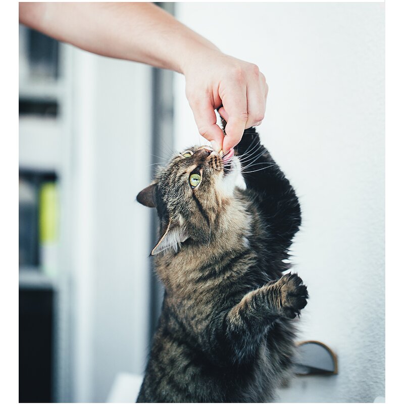 Freeze Dried Salmon Pet Snacks Manufacturer - Dried Cat Treats Supplier