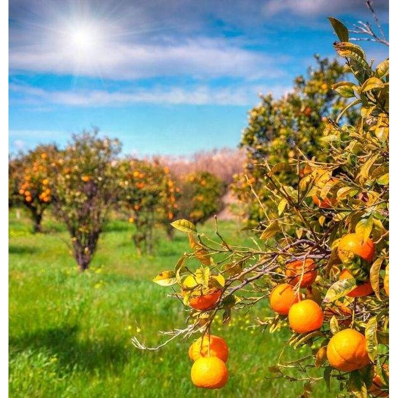 Diammonium Phosphate Supplier - DAP Fertilizer 18-46-0