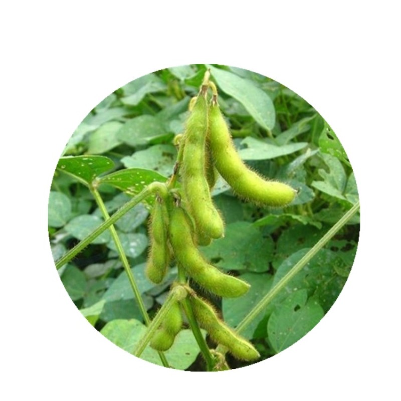 Food Grade 90% Non-GMO Isolated Soy Protein Supplements Powder