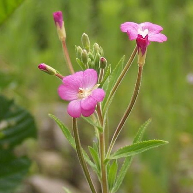 Health Supplement Epilobium Parviflorum Schreb Extract Onagraceae Extract Powder