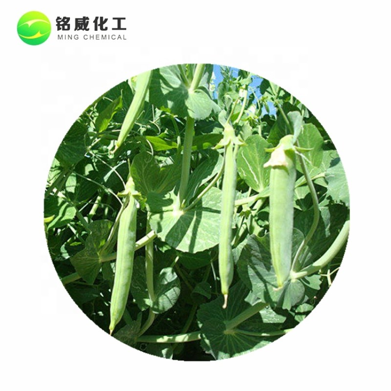 Bulk Vegan Organic Protein  Texture Pea Protein Isolate Concentrate 80% Wholesale Extract Powder With Private Label