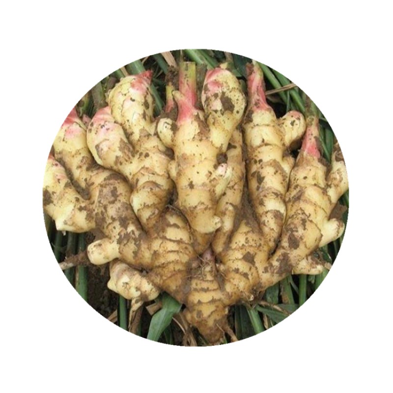 Factory Supply Competitive Price Pure Dried Ginger Root Extract Gingerol Powder