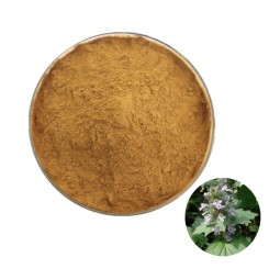 Natural Ajuga Turkestanica Extract Turkesterone Ajuga Turkestanica Extract Powder Ajuga Turkest Extract