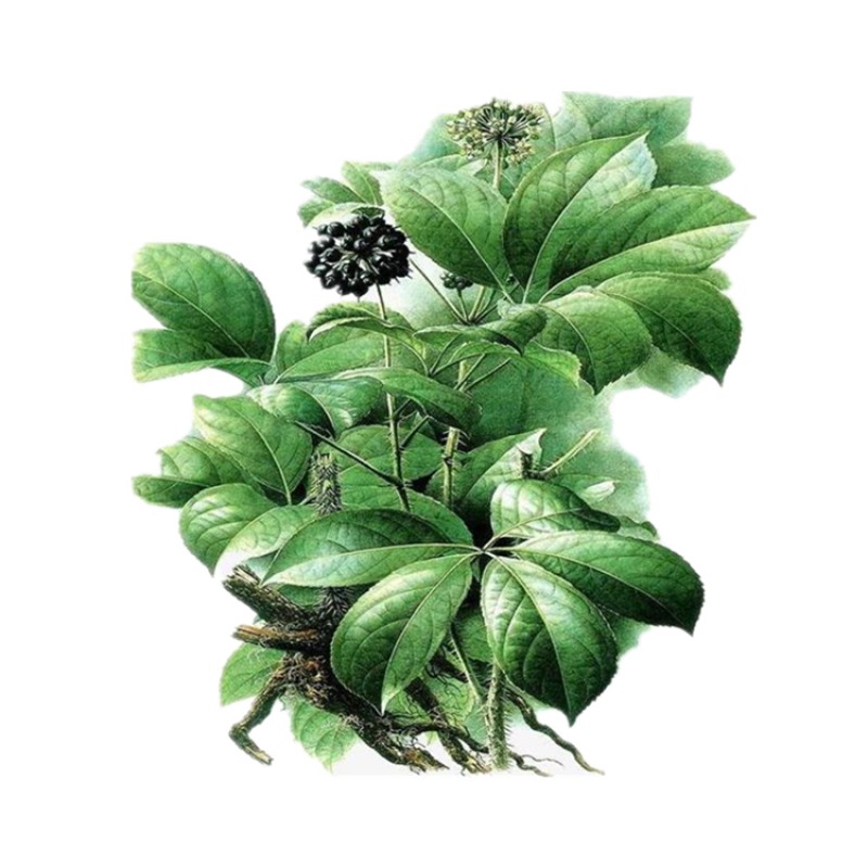 Natural Siberian Ginseng Extract Eleutheroside 0.8% 1.2% 1.5% Acanthopanax Plant Extract Eleutheroside Powder