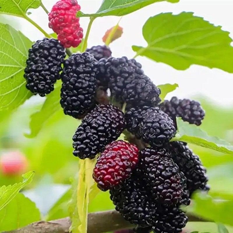 Wholesale Food Grade Mulberry Powder Mulberry Fruit Extract Mulberry Juice Powder