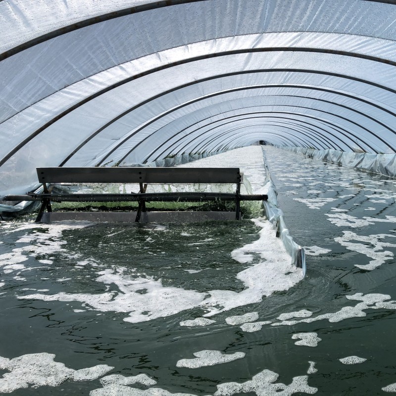 High Protein Supplement Powder Spirulina Organic Spirulina Powder Bulk