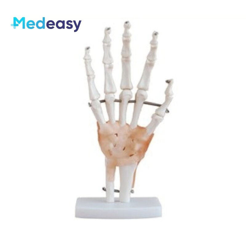 Human Anatomical Joint Model Manufacturer - With Ligaments for Knee Hand Foot