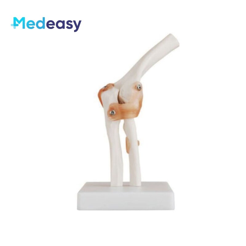 Human Anatomical Joint Model Manufacturer - With Ligaments for Knee Hand Foot