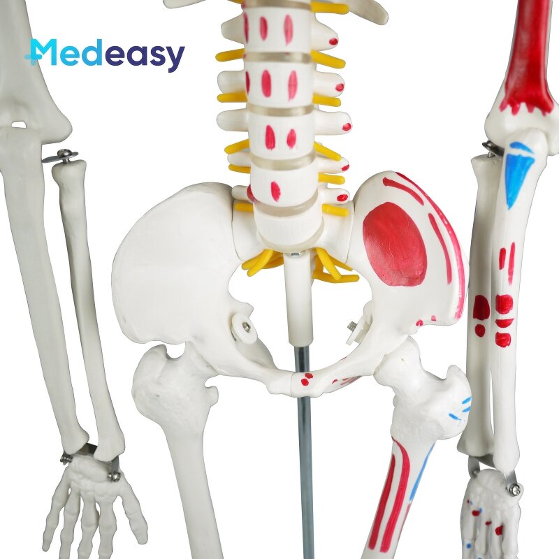 Human Anatomical Skeleton Model Supplier - 85cm Plastic Anatomy Model