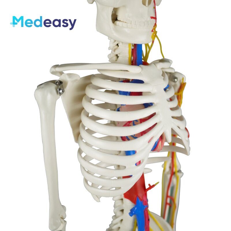 Human Anatomical Skeleton Model Supplier - 85cm Plastic Anatomy Model
