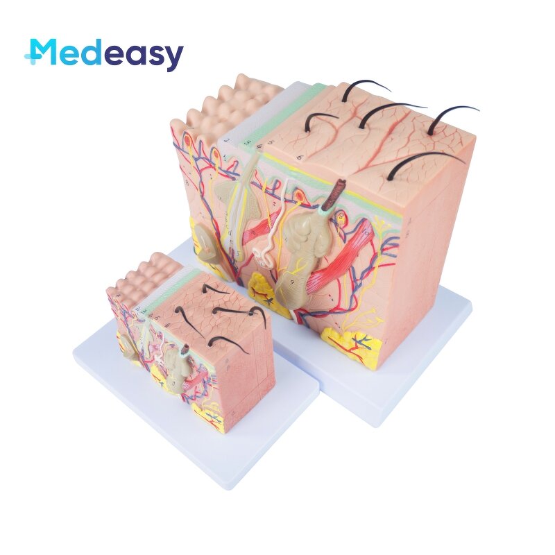 Human Skin Anatomy Model Supplier - 3D Skin Structure Model