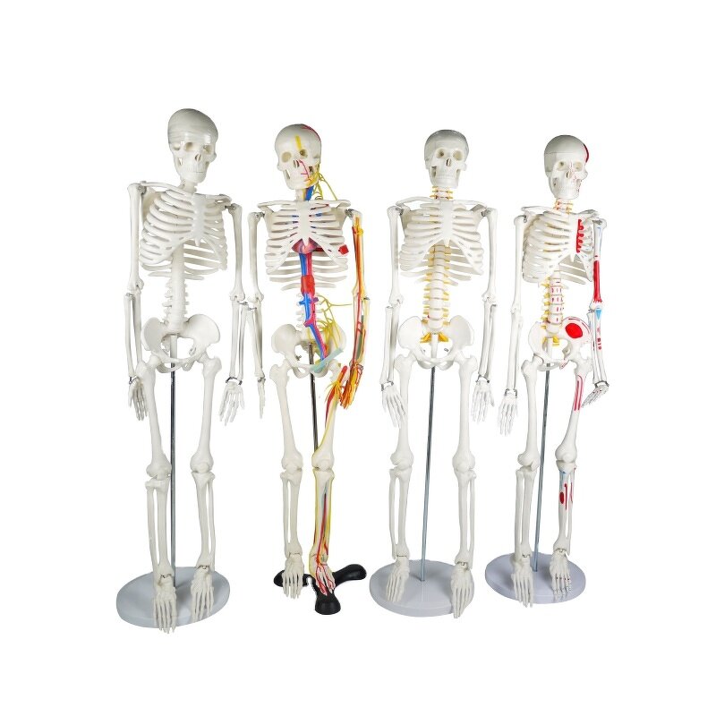 Human Anatomical Skeleton Model Supplier - 85cm Plastic Anatomy Model