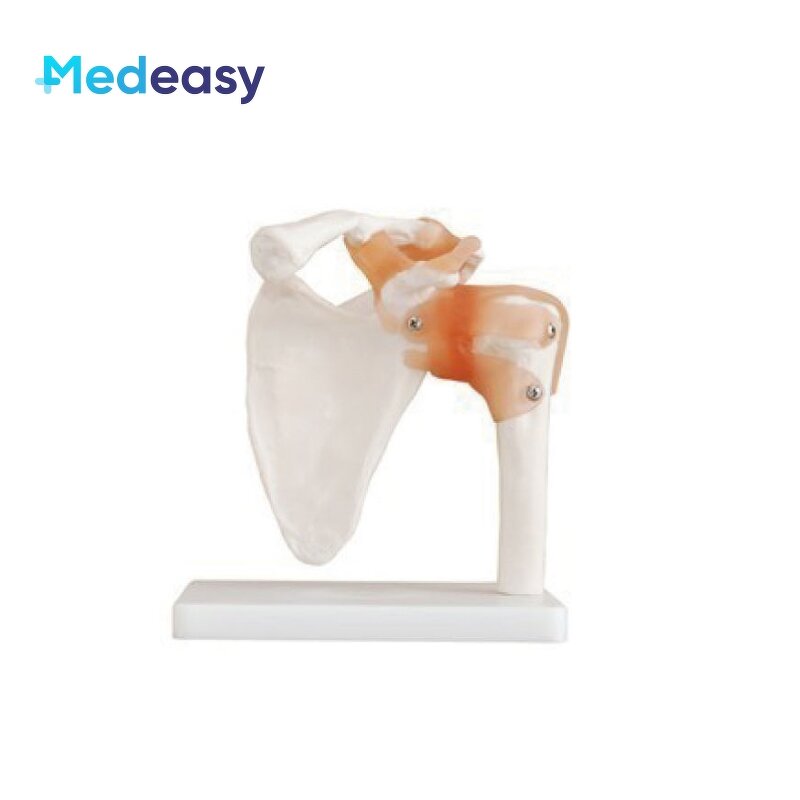 Human Anatomical Joint Model Manufacturer - With Ligaments for Knee Hand Foot
