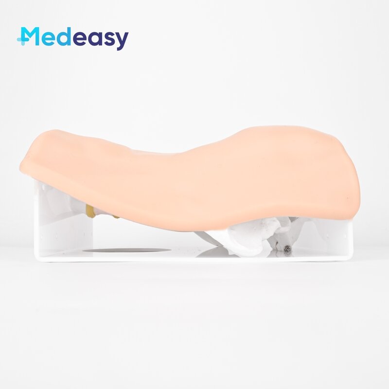 Intervertebral Foramen Simulator Factory - Lumbar Spine Model UBE Training