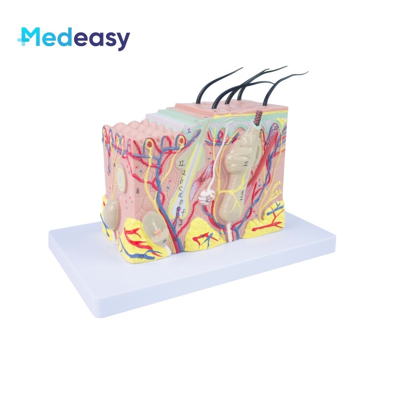 Human Skin Anatomy Model Supplier - 3D Skin Structure Model